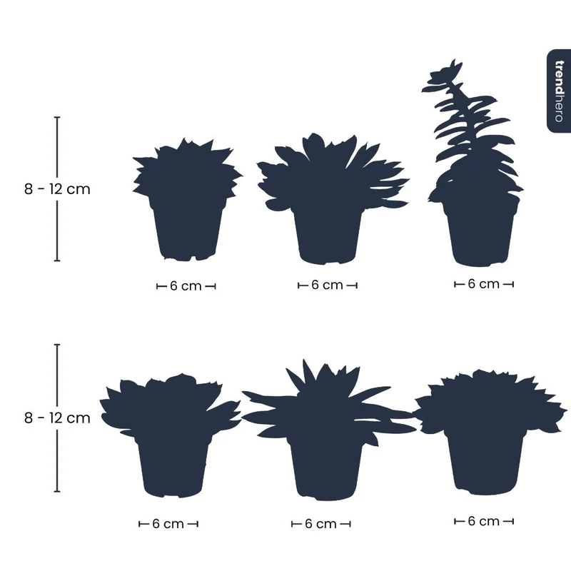 Set of 3 - Succulent Mix Set - Assorted Succulents in 6 cm Pots (8–12 cm high)