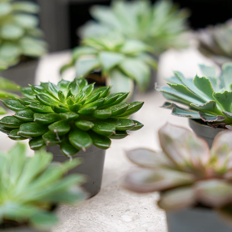 Set of 3 - Succulent Mix Set - Assorted Succulents in 6 cm Pots (8–12 cm high)