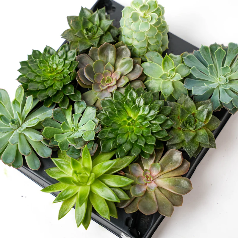 Set of 3 - Succulent Mix Set - Assorted Succulents in 6 cm Pots (8–12 cm high)