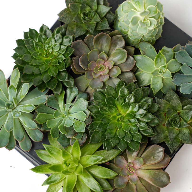 Set of 6 - Succulent Mix Set - Assorted Succulents in 6 cm Pots (8–12 cm high)