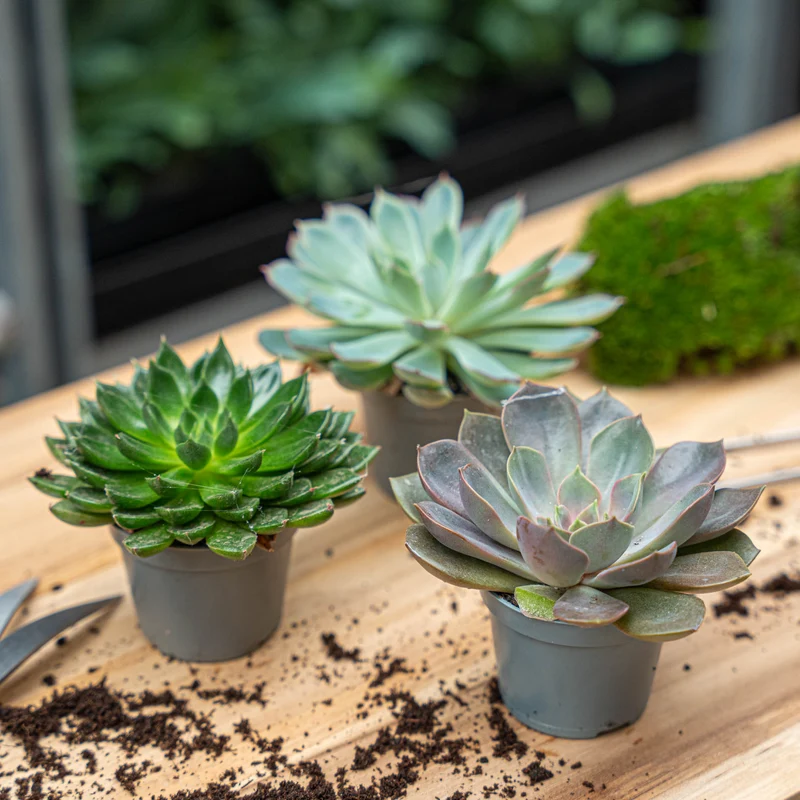 Set of 3 - Succulent Mix Set - Assorted Succulents in 6 cm Pots (8–12 cm high)