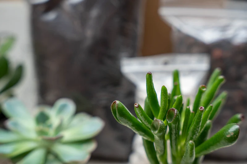 Succulents S/M - Plant Terrarium Refill & Starter kit - 2 succulents - DIY
