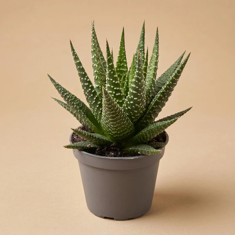 Haworthia Gasworthia - Mini succulent - Potsize 5.5