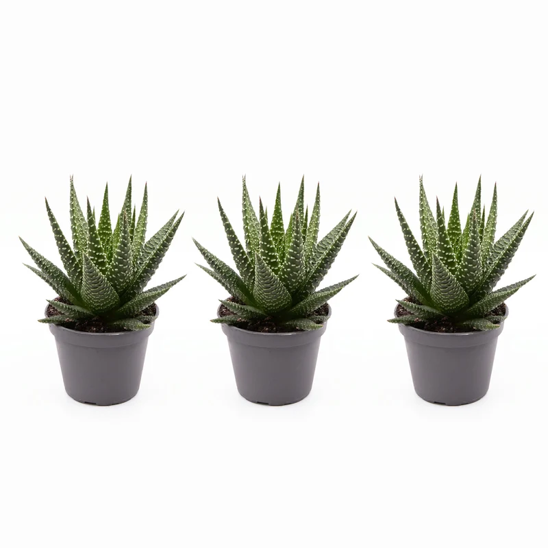 Haworthia Gasworthia - Mini succulent - Potsize 5.5