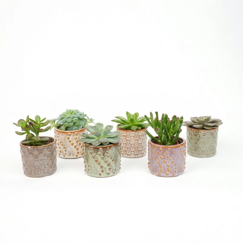 Succulents Set of 6 in Ceramic Mini Pot Madrid - ↑ 8–12 cm