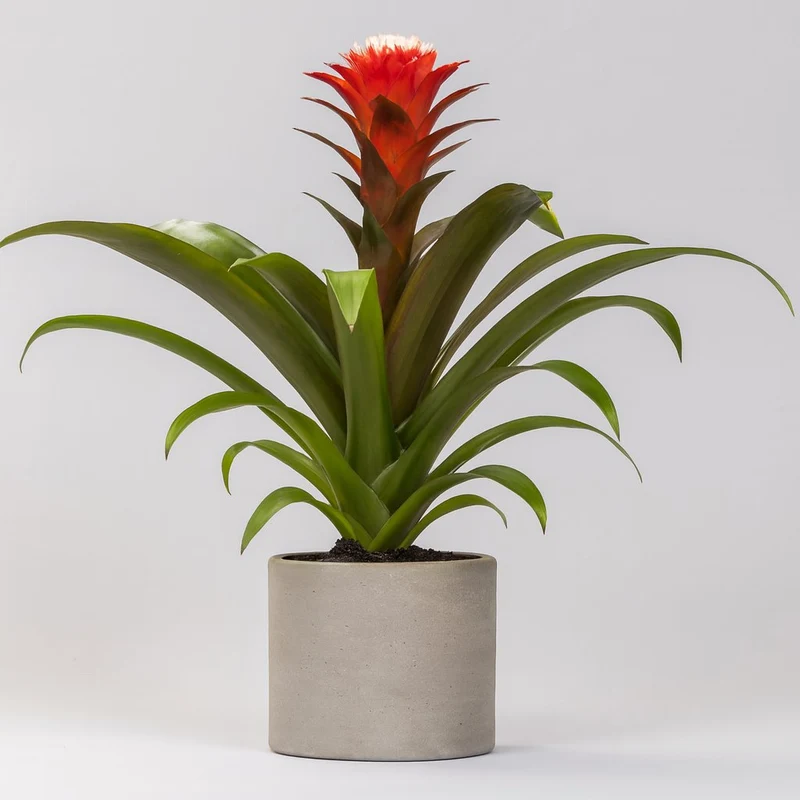 Guzmania Hope