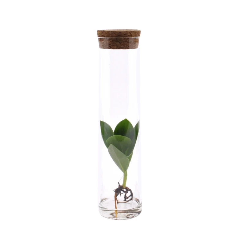 Clusia im Tube-Glas - 15cm