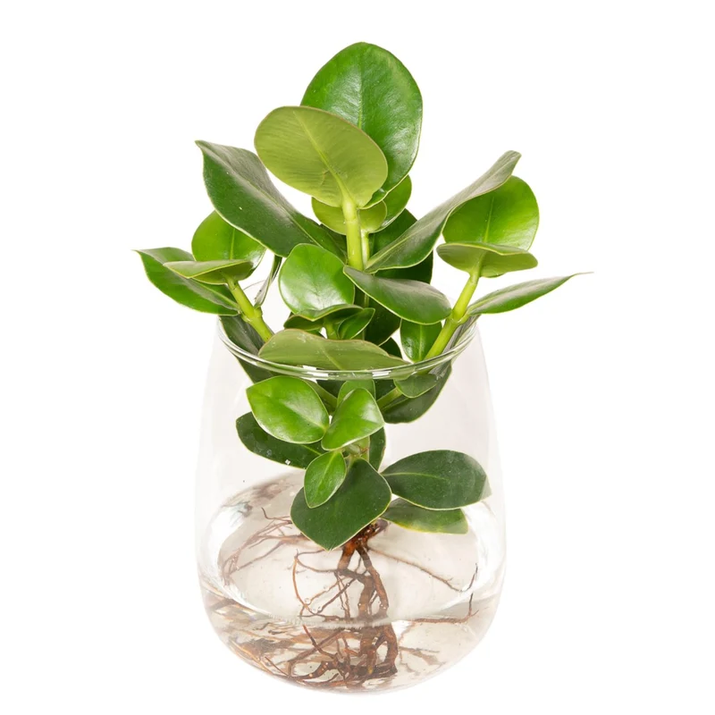 Clusia im Kingston-Glas - 30cm
