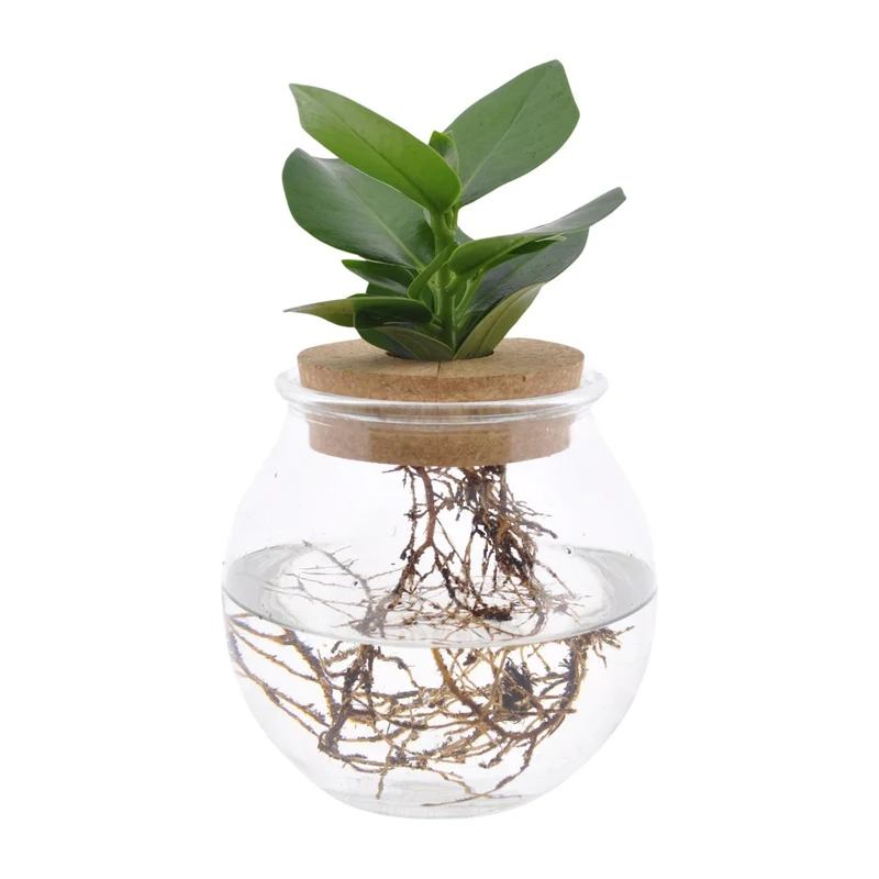 Clusia In Bowlglas - 30cm