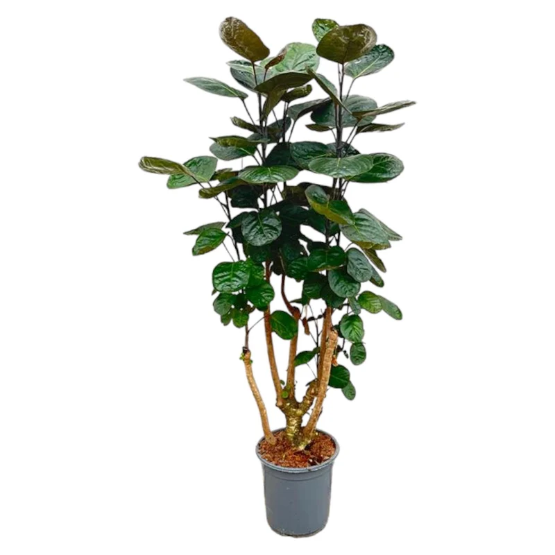 Polyscias Fabian (Aralia) ↑ 130 cm