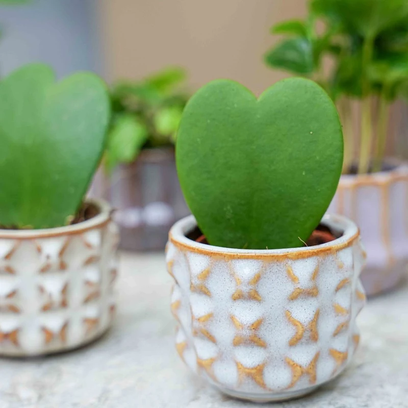Plant set of 6 with pot set San Juan - Cacti Mix - Ø 6 cm