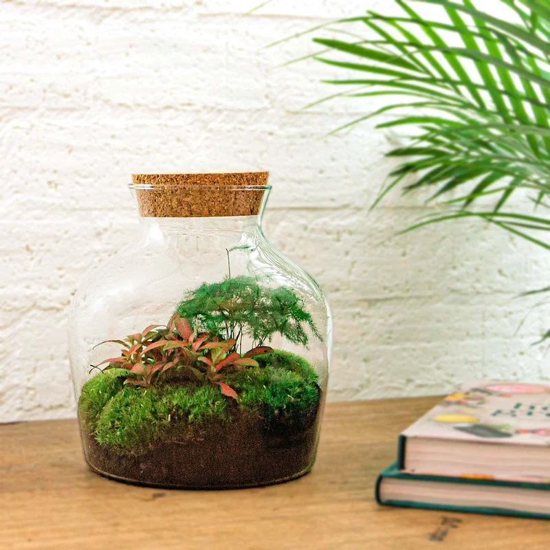 Little Joe Hedera Fittonia Ruby Lime - Terrarium with light - Bottle garden DIY kit - Ø 20 cm ↑ 22 cm