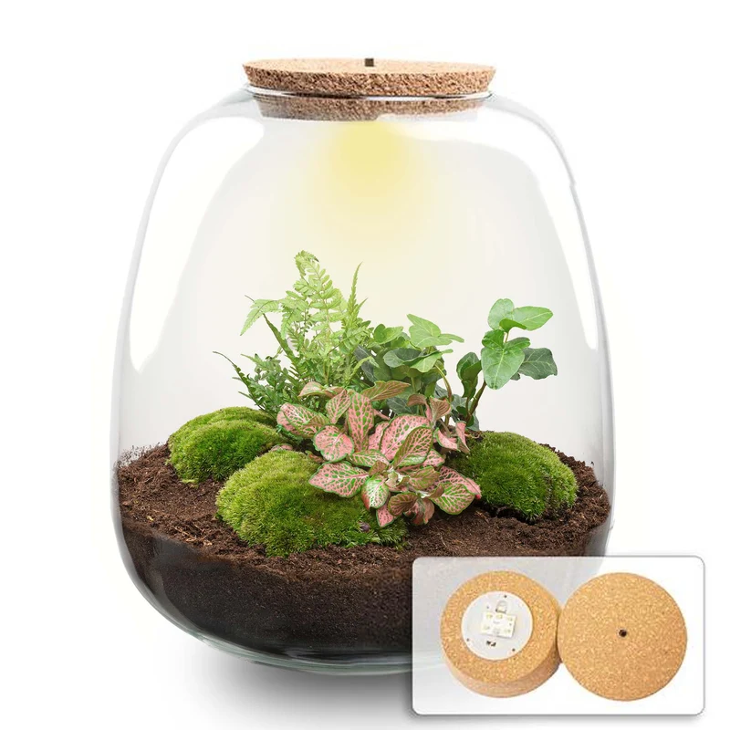 Emma - Hedera Red - Terrarium with light - Bottle garden DIY kit - Ø 23 cm ↑ 25 cm