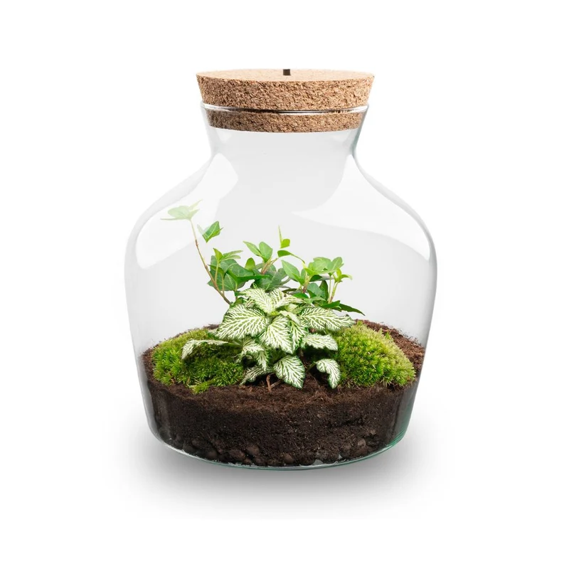 Little Joe Hedera Helix + Fittonia White Tiger - Terrarium with light - Bottle garden DIY kit - Ø 20 cm ↑ 22 cm