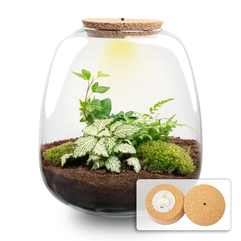 Emma - Hedera White - Terrarium with light - Bottle garden DIY kit - Ø 23 cm ↑ 25 cm