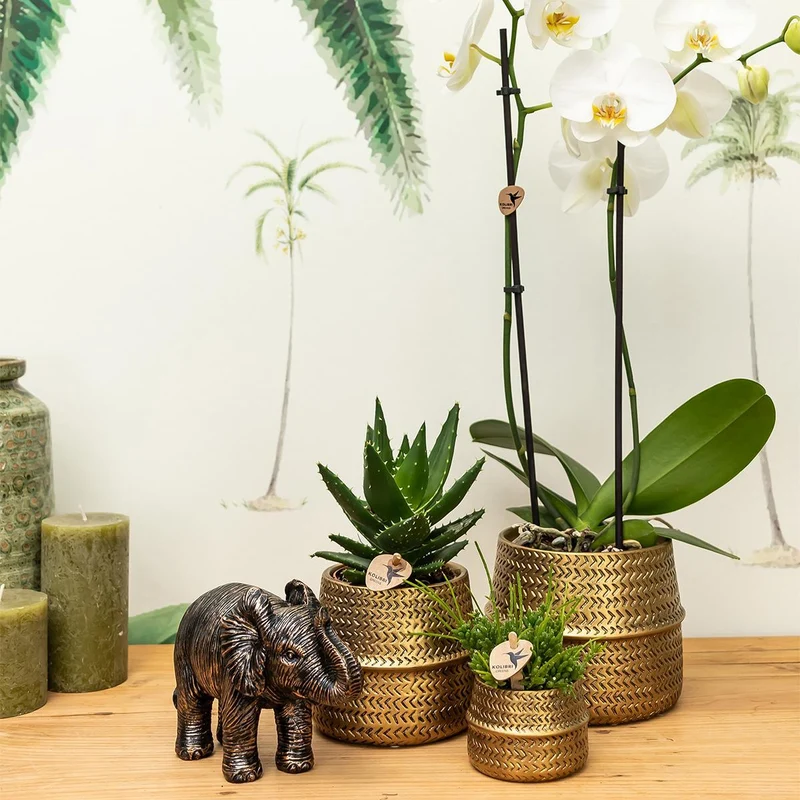 Groove gold plant set | Set with white Phalaenopsis orchid and small & large Succulent - Gold ceramic pots included