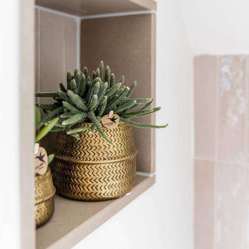 Groove gold plant set | Set with white Phalaenopsis orchid and small & large Succulent - Gold ceramic pots included