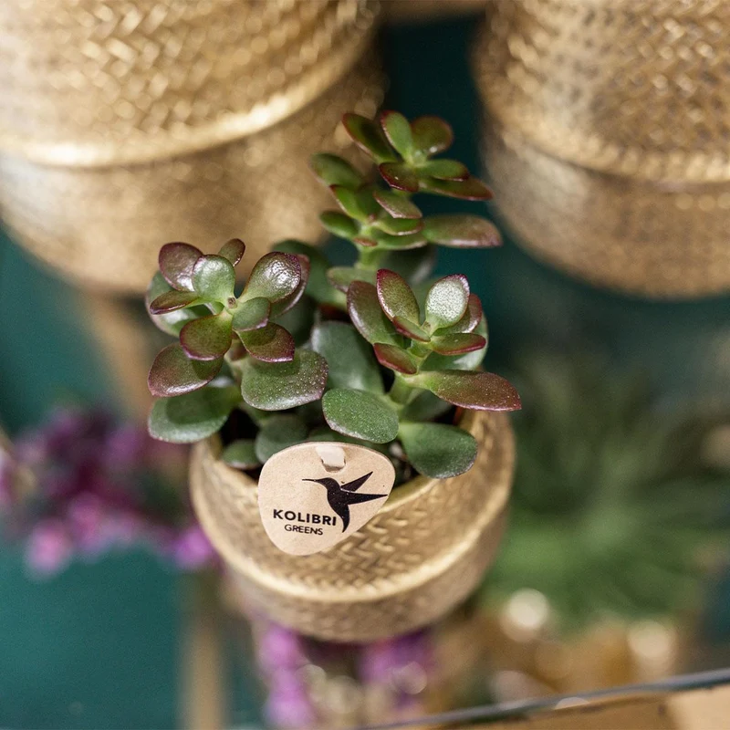 Groove gold plant set | Set with white Phalaenopsis orchid and small & large Succulent - Gold ceramic pots included