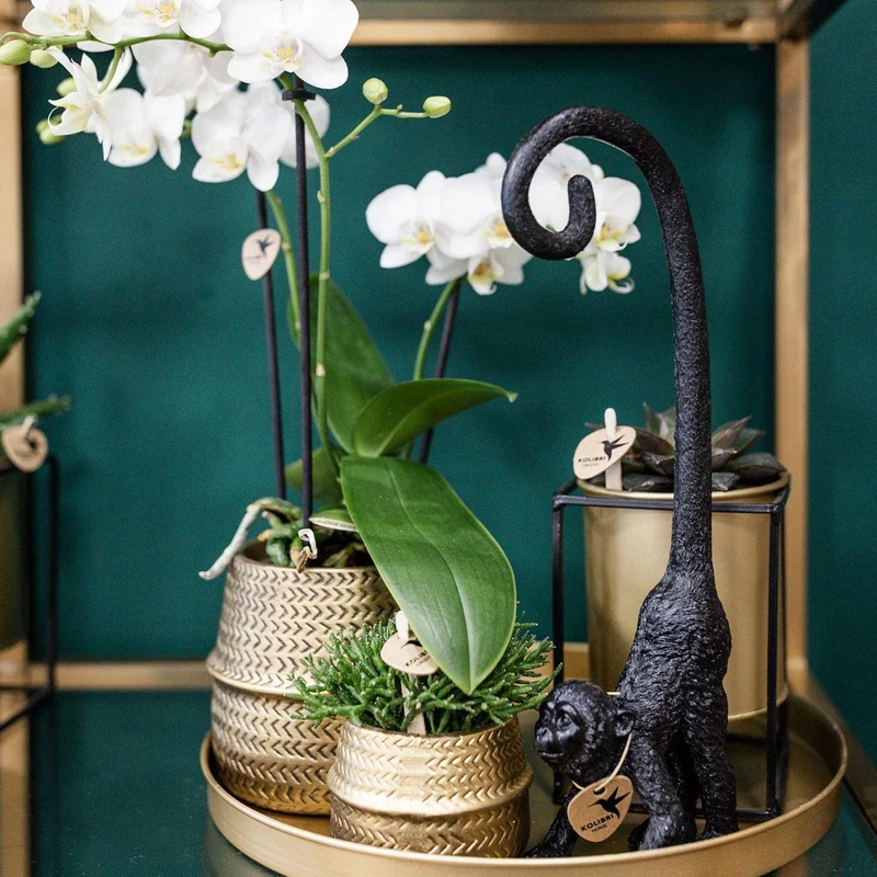 Groove gold plant set | Set with white Phalaenopsis orchid and small & large Succulent - Gold ceramic pots included