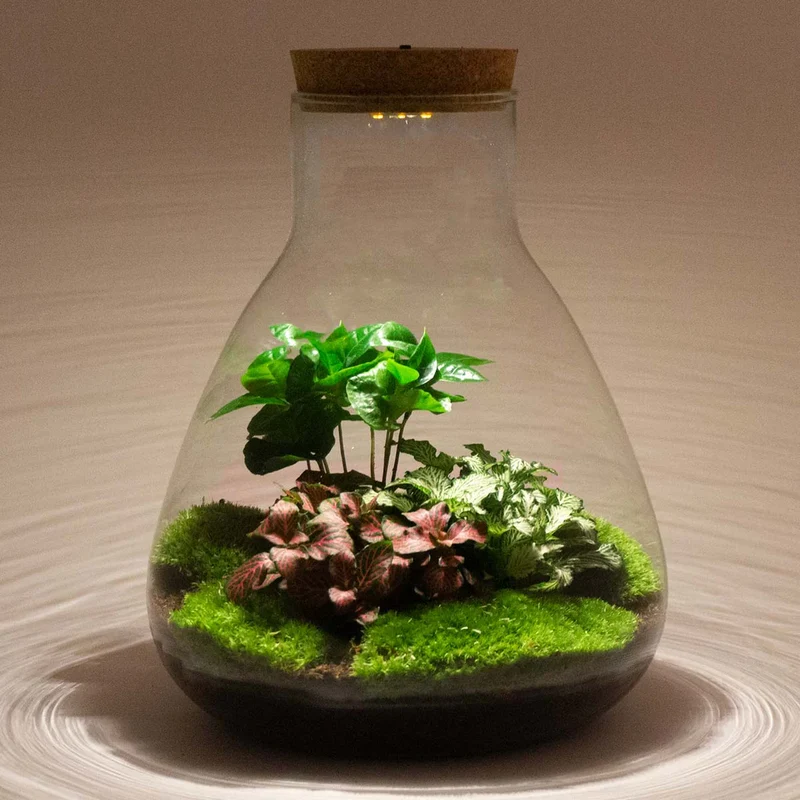 Cork with led Large - Terrarium cork with light - Customizable - 13.2 x 11.9 x 3.5 cm