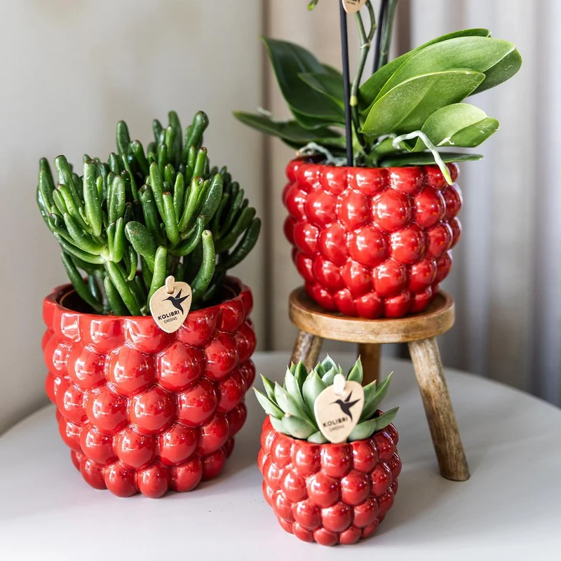 Red Phalaenopsis Orchid – Congo + Berry pot – Ø 9cm – 40cm