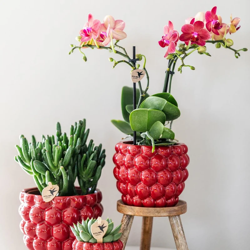 Red Phalaenopsis Orchid – Congo + Berry pot – Ø 9cm – 40cm