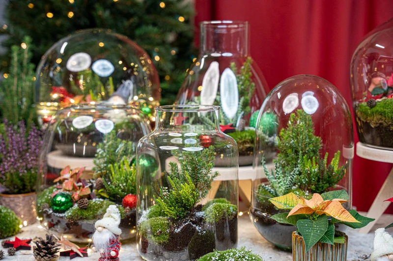 Mistle - Winter terrarium - Bottle garden DIY kit - Ø 29 cm ↑ 30