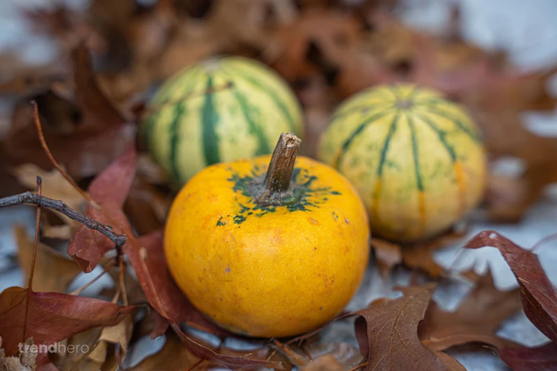 Pumpkin mini set (3 pcs, 6–8 cm) - Natural autumn decoration