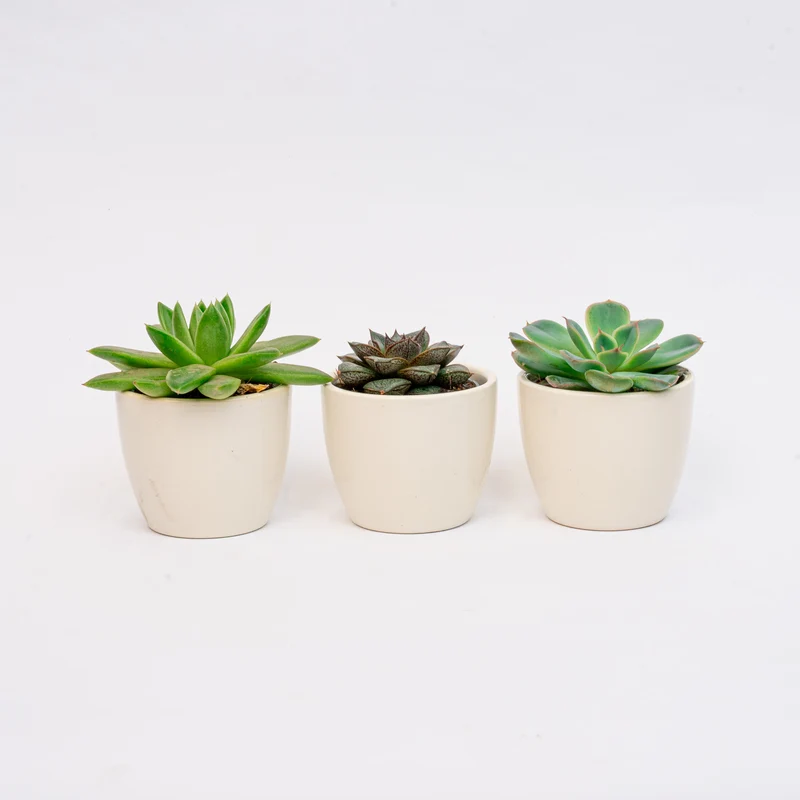 Plant set of 3 with mini pot - Blue/white - Succulents - Ø 6 cm