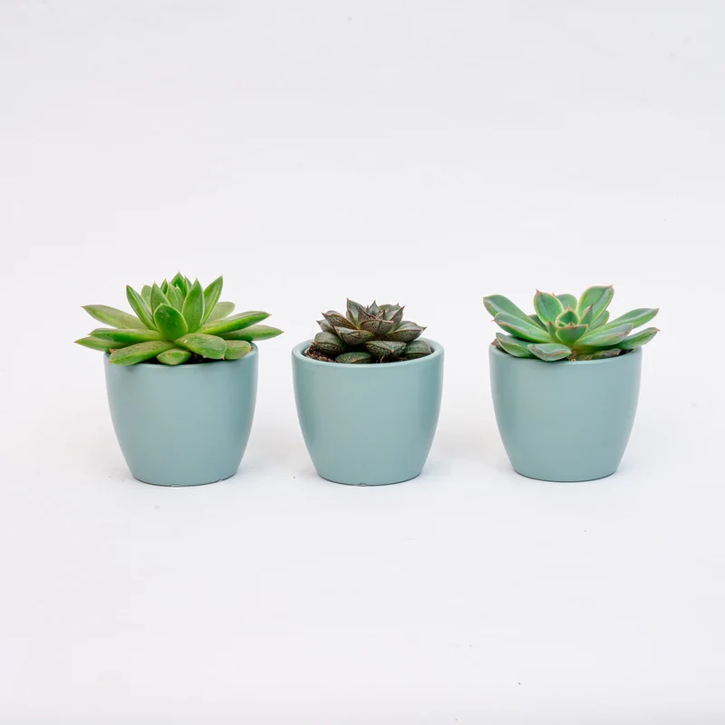 Plant set of 3 with mini pot - Blue/white - Succulents - Ø 6 cm