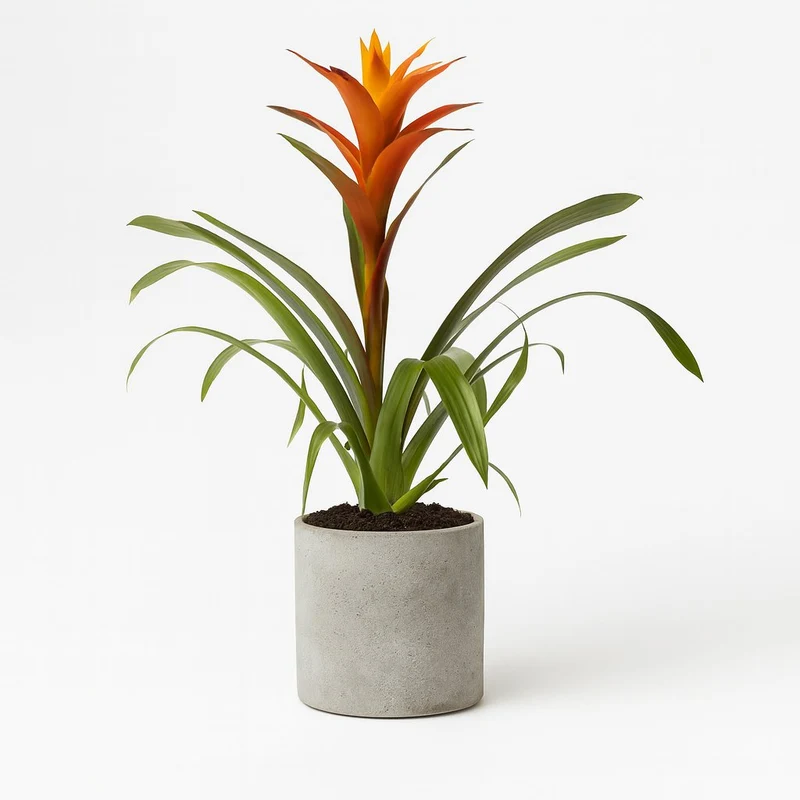 Guzmania Variada