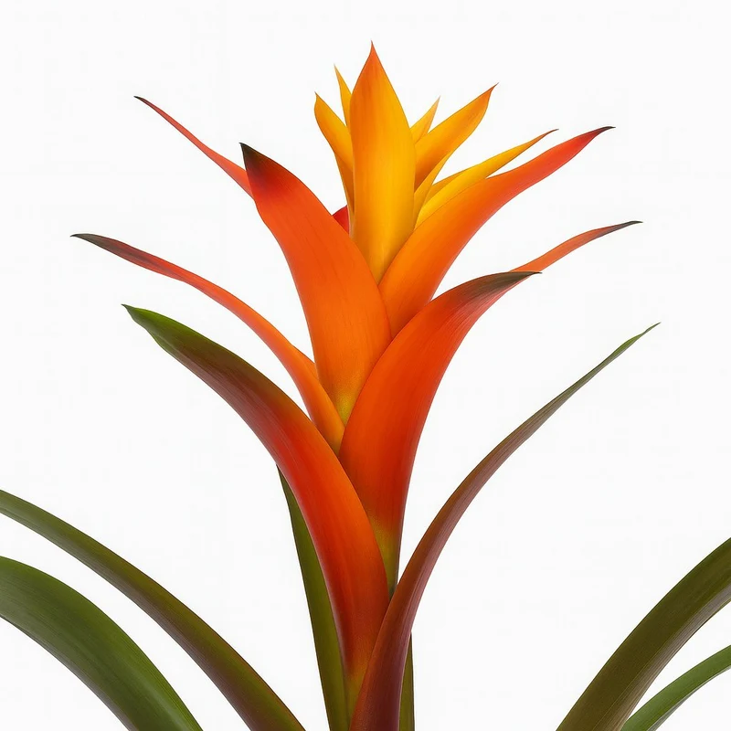 Guzmania Variada