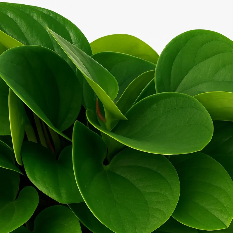 Peperomia Rana Verde