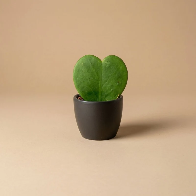 Anthracite Matte - Mini Plant Pot - Boule Pot Anthracite - Ø 6 cm ↑ 6 cm