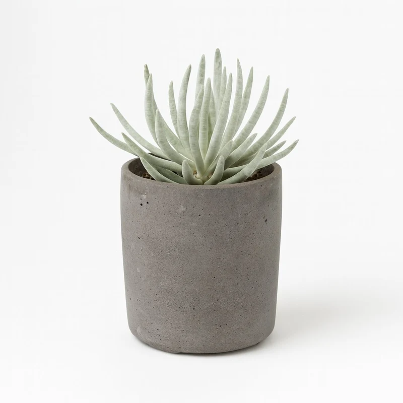 Senecio Scaposus - 15cm