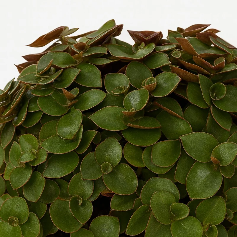 Callisia Turtle