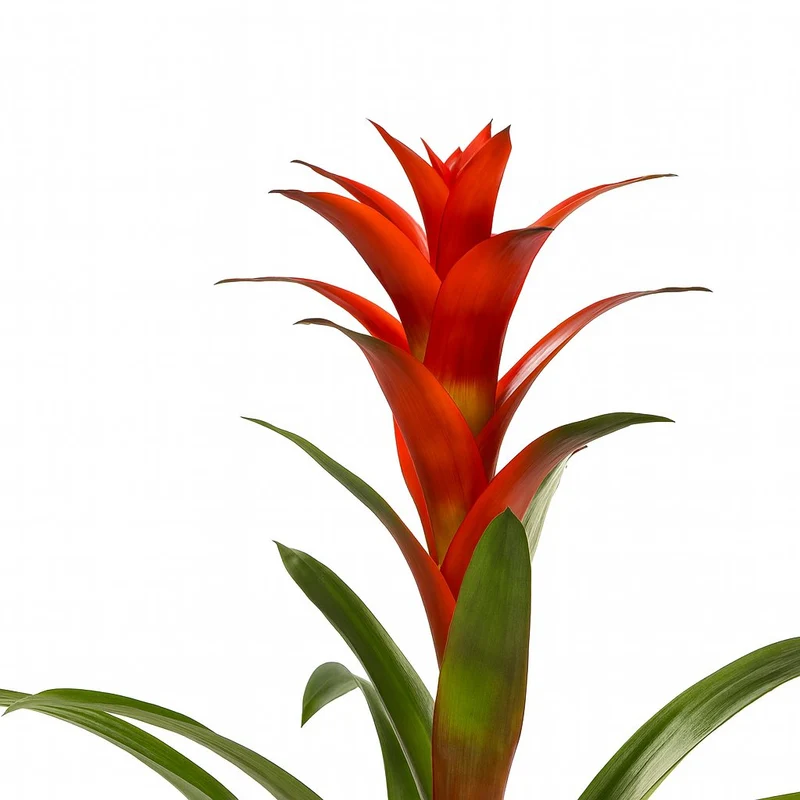 Guzmania Ostara