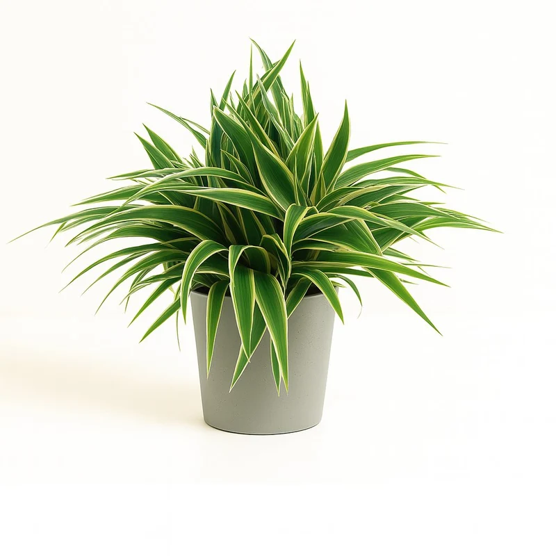 Chlorophytum Ocean
