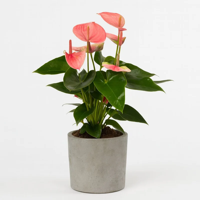 Anthurium Sweet Dream