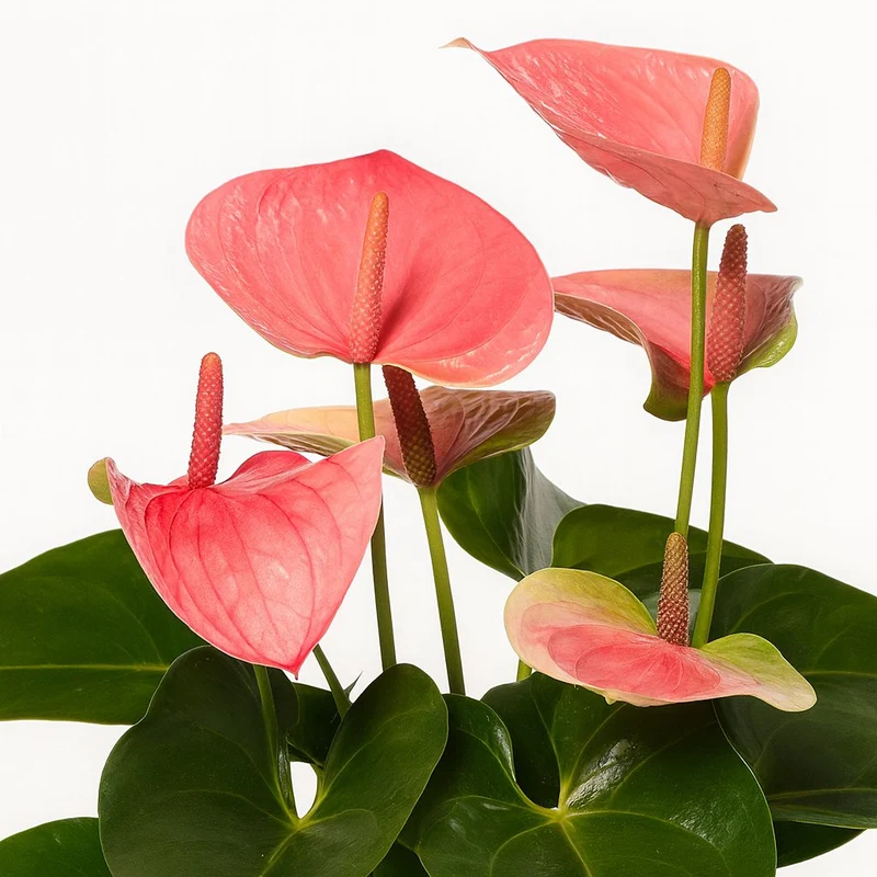 Anthurium Sweet Dream