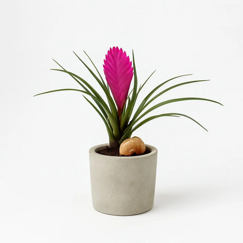 Tillandsia Cyanea - 38cm