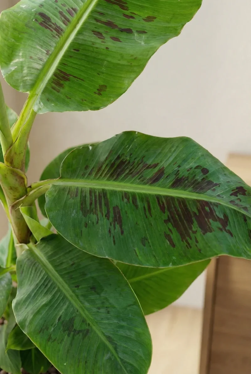 Zwergbanane - Musa 'Dwarf Cavendish'