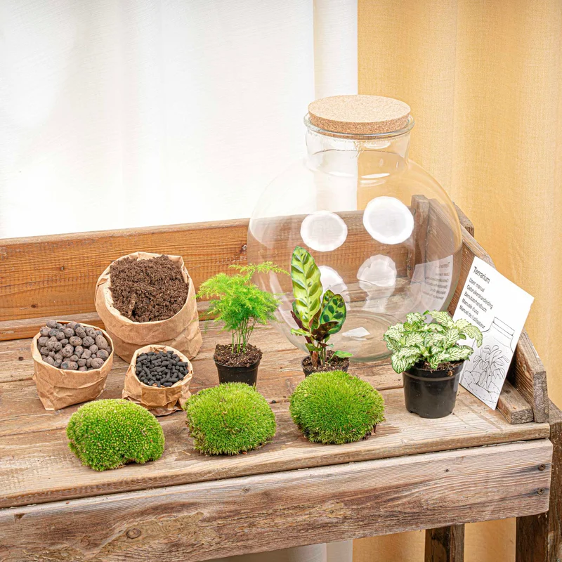 Bolder Bob - Terrarium with light - Bottle garden DIY kit - Ø 31 cm ↑ 30 cm