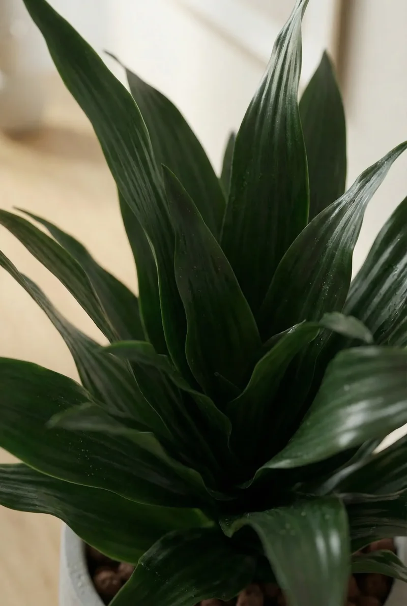 Drachenbaum - Dracaena Compacta