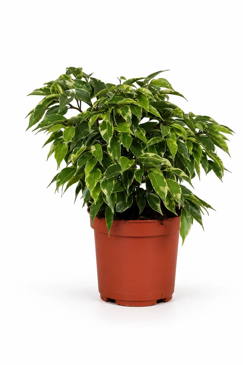 Ficus Benjamina Kinky - Buntblatt-Birkenfeige