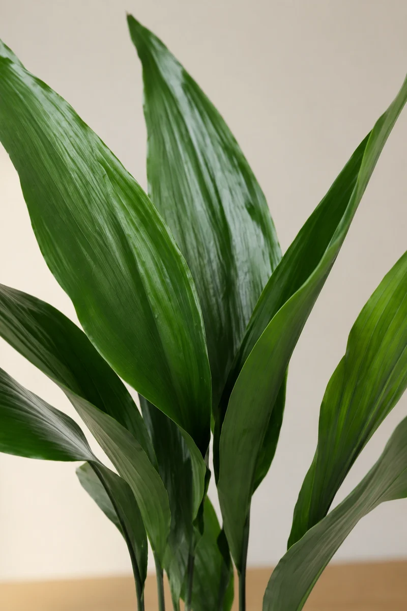 Schusterpalme - Aspidistra Elatior