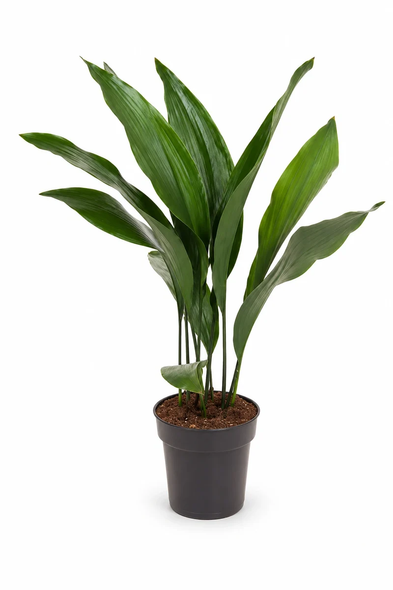 Schusterpalme - Aspidistra Elatior