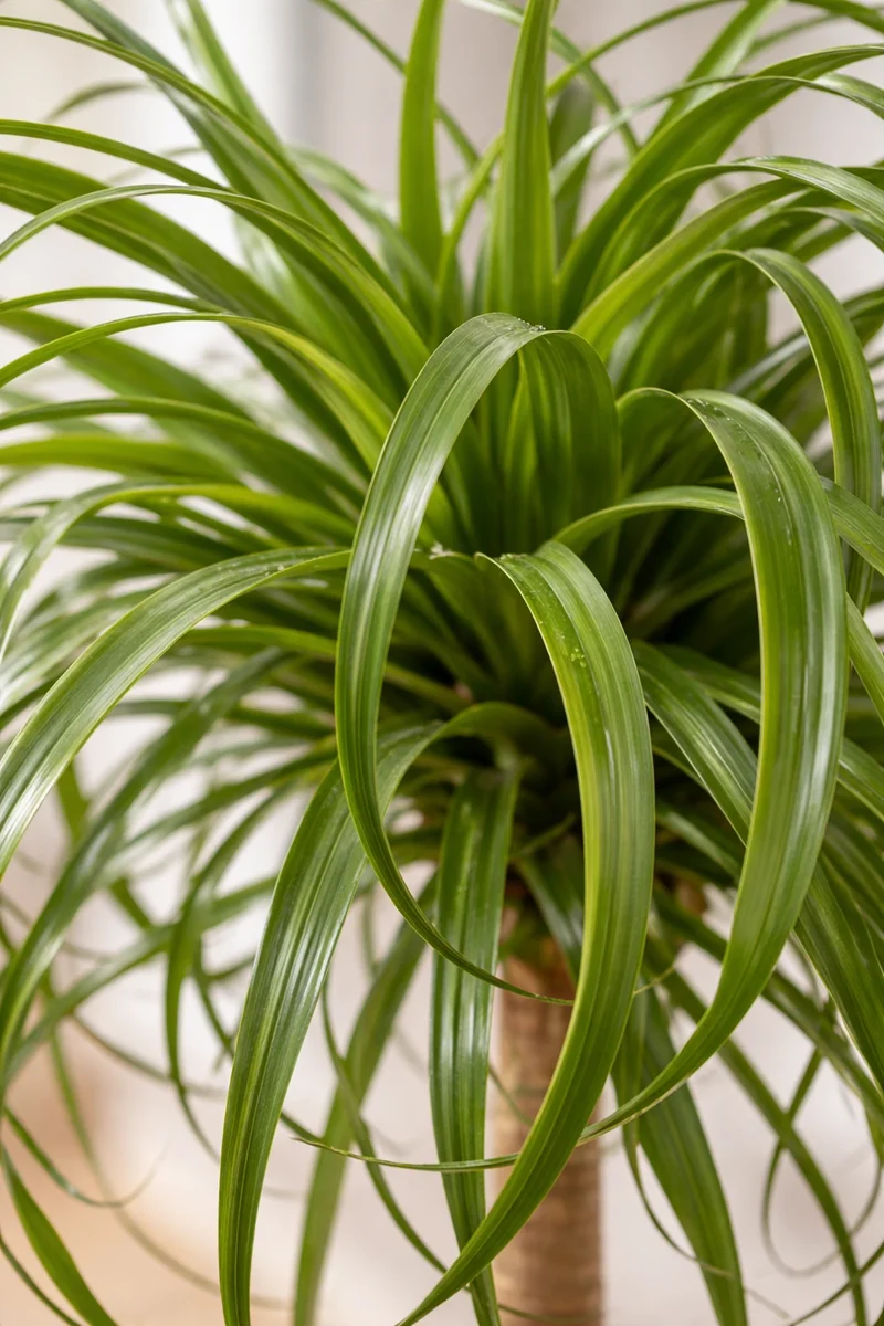 Elefantenfuß - Beaucarnea Recurvata