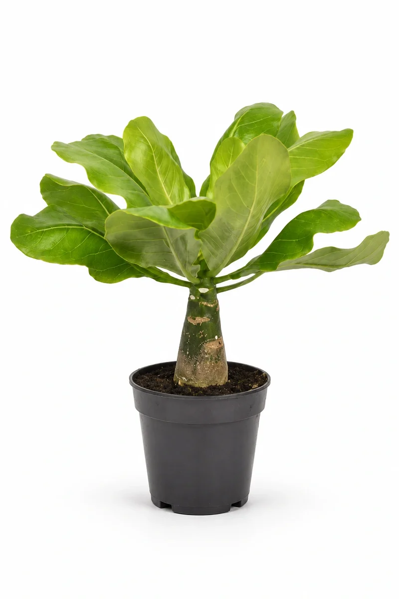 Hawaii Palme – Brighamia insignis