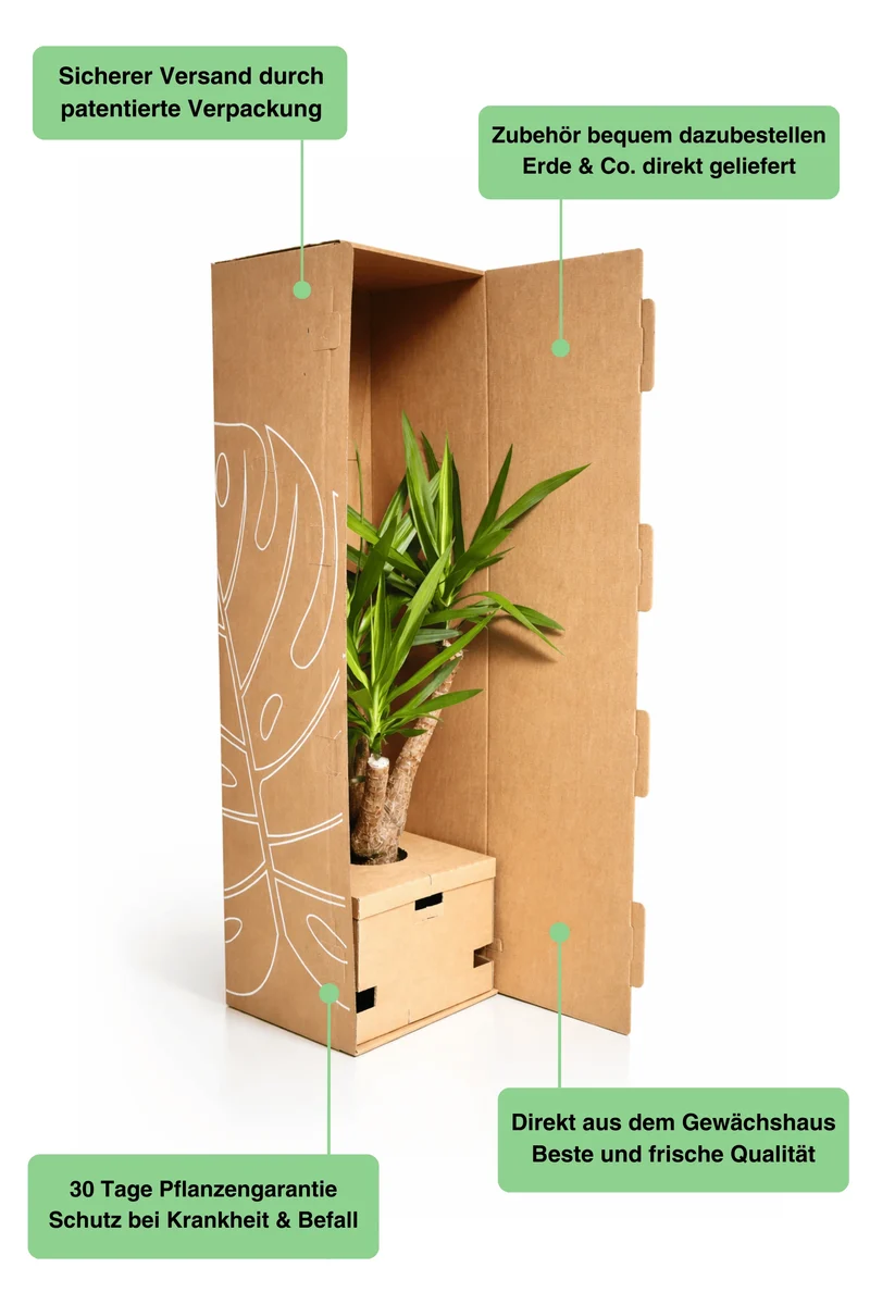 Philodendron Imperial Green